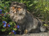 Femelle black tortie smoke