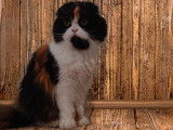 Mango Bay Cats