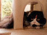 Mango Bay Cats