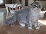 Mango Bay Cats