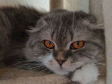 Mango Bay Cats