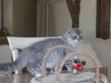 Mango Bay Cats