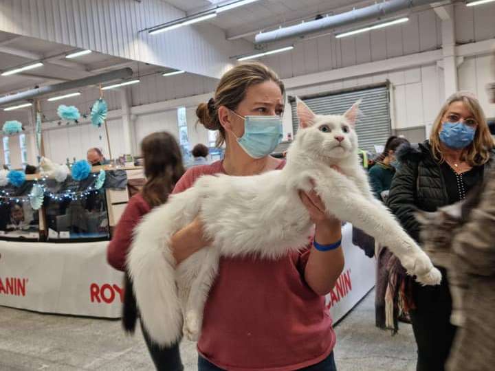 Equipement recommandé - Maine Coon Club