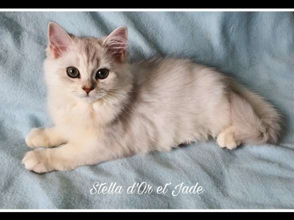 D'or et jade