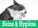 Soins & hygiène pour chat