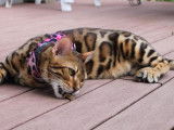 Pop Bengal