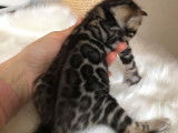 Pop Bengal