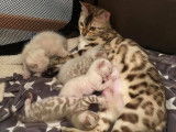Pop Bengal