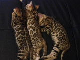 Pop Bengal