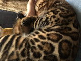 Pop Bengal