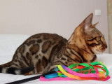 Pop Bengal