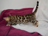 Pop Bengal