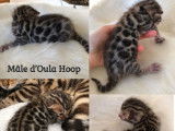 Pop Bengal