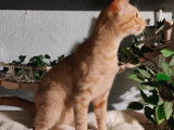 Les Compagnons de Lili