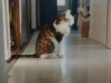 BellaHome