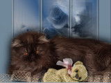 De la Peluche Dorèe