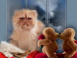 De la Peluche Dorèe