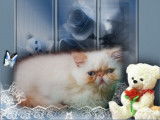 De la Peluche Dorèe