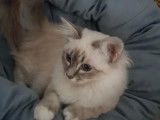 Liouba's Birmans
