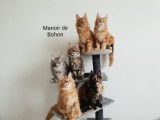 Du manoir de Bohon