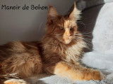 Du manoir de Bohon