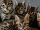 Bengal's Paname