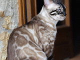 Bengal's Paname