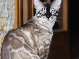 Bengal's Paname