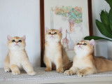 Qty Cats