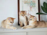 Qty Cats
