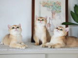 Qty Cats