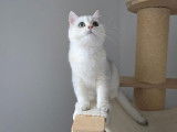 Qty Cats