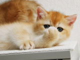Qty Cats