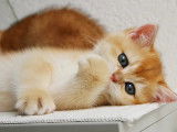 Qty Cats