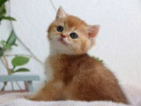 Qty Cats