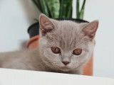 Qty Cats