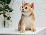 Qty Cats