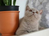 Qty Cats