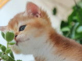 Qty Cats