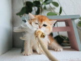 Qty Cats