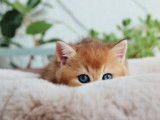 Qty Cats