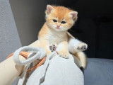 Qty Cats