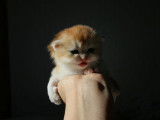 Qty Cats
