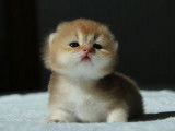 Qty Cats