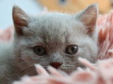 Qty Cats