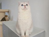 Qty Cats