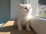 Qty Cats
