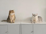 Qty Cats