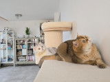 Qty Cats