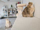 Qty Cats